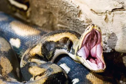 Opened mouth Python. 写真素材