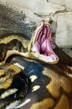 Opened mouth Python. Photos