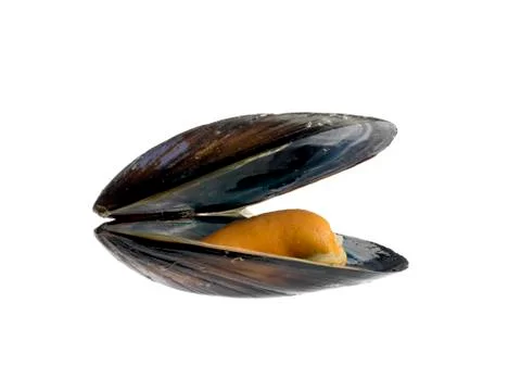 Opened mussel on white background Stock Photos