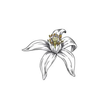 Opened Neroli Flower in Hand Drawn Vector Illustration. Stock Illustration