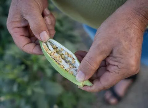 Opened okra pod, view of its interior Stock Photos