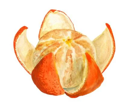 Opened orange or tangerine Stock Illustration
