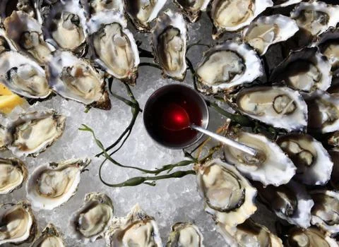 Opened oysters on ice Stock Photos
