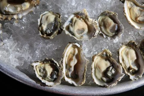 Opened oysters on ice Stock Photos