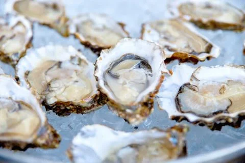 Opened oysters on ice seafood Stock Photos