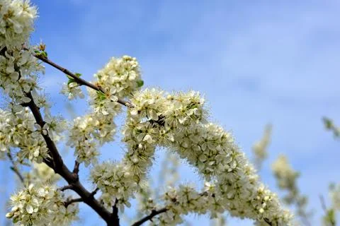 Opened the pear blossom in spring Stock Photos