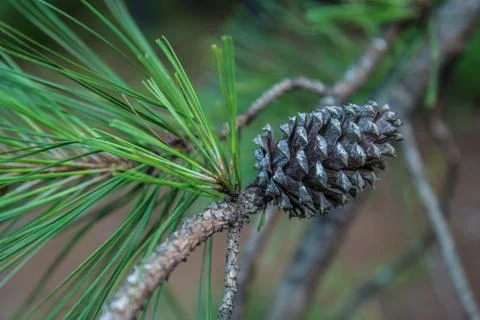 Opened pine cone still on the tree branch Stock Photos