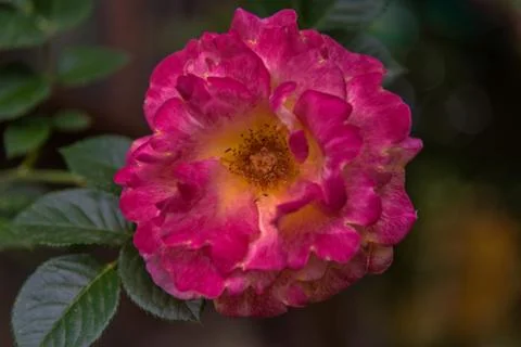 Opened pink rose close up on blur background Stock Photos