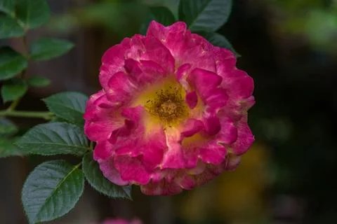Opened pink rose close up Stock Photos