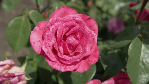 Opened pink rose flower with small spots on a sunny day close-up. Stock Footage 247490733