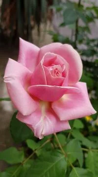 Opened pink rose Stock Photos