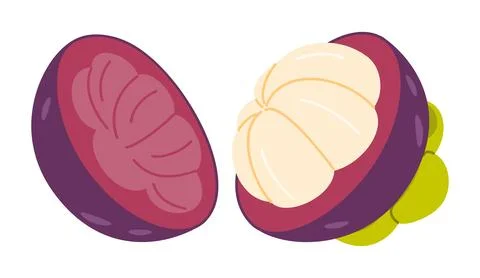 Opened purple mangosteen fruit vector illustration with broken halves Stock Illustration