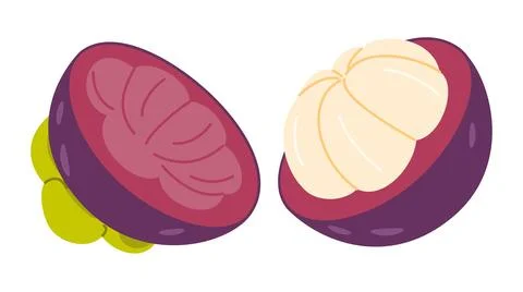 Opened purple mangosteen fruit vector illustration with broken halves Stock Illustration