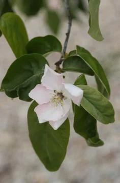 Opened quince tree flower. Foto stock