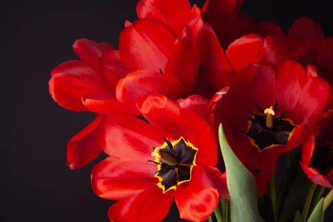 Opened red fresh tulips on black background Stock Photos