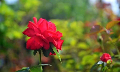 Opened red rose against the background of its green leaves Stock Photos