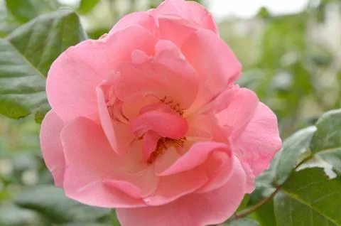 Opened red rose bud Stock Photos