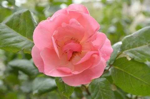 Opened red rose bud Stock Photos