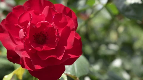Opened red rose flower close-up Stock Footage 247310657