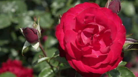 Opened red rose flower close-up. Ground cover or hybrid tea red rose. Stock Footage 247490500