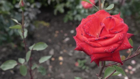 Opened red rose flower close-up. Ground cover or hybrid tea red rose. Stock Footage 247902577