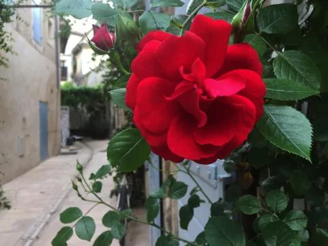 Opened red rose Stock Photos