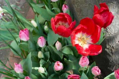 Opened red tulip Stock Photos