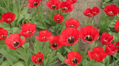Opened red tulip's buds swaying in the wind Stock-Footage 7740823