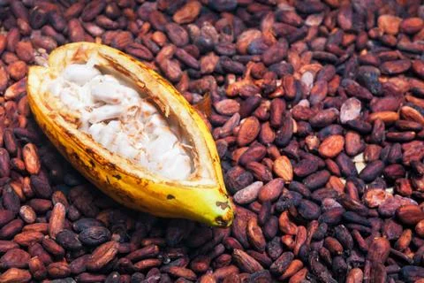Opened ripe cocoa pod on drying raw beans background Stock Photos