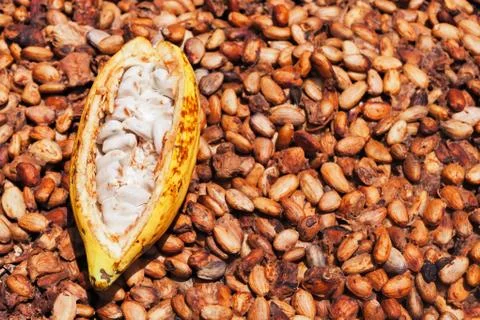 Opened ripe cocoa pod on drying raw beans background Stock Photos