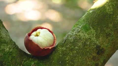 Opened Ripe Mangosteen Fruit Placed on Mossy Tree Trunk Video stock 337113662