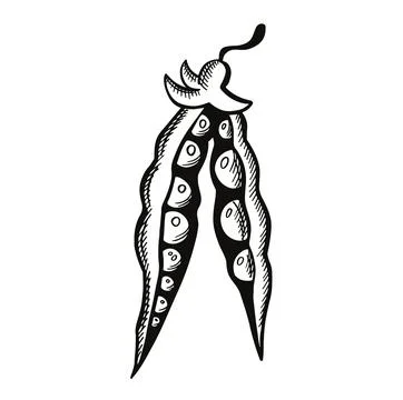 Opened ripe soybean or pea pod. Sketch Outline Vector Illustration Stock Illustration