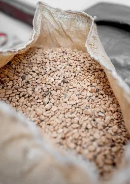 Opened sack full of coffee beans before peeling Stock Photos