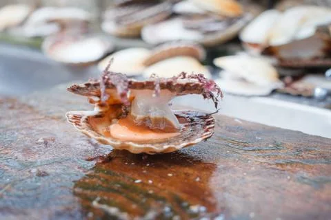 Opened scallop shellop with mollusk inside Stock Photos