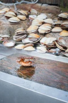 Opened scallop shellop with mollusk inside Stock Photos