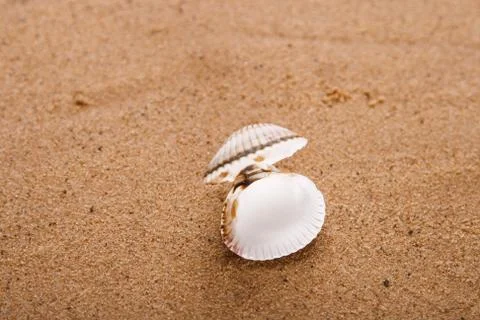 Opened sea shell on beach sand Stock Photos