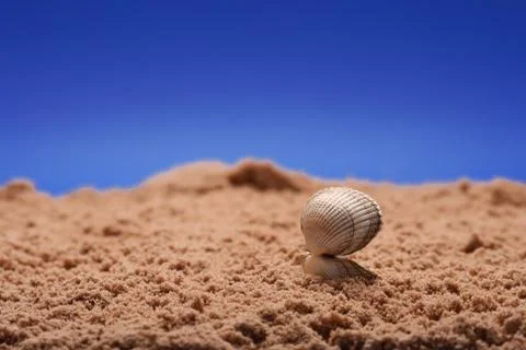 Opened sea shell seashell on beach sand and blue sky, shallow DO Stock Photos
