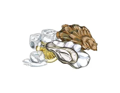 Opened seashell with oyster, ice cubes and lemon slice - sketch vector Stock Illustration