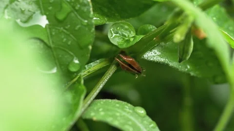Opened Seed Pod Covered with Rain Drops in Lush Greenery 스톡 동영상 334700111