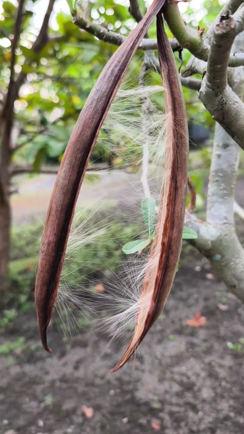 Opened Seed Pod with Silky Fibers Stock Footage 336859005
