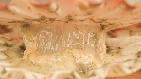 Opened shell of live sea scallop lying in bright studio Video stock 165823843