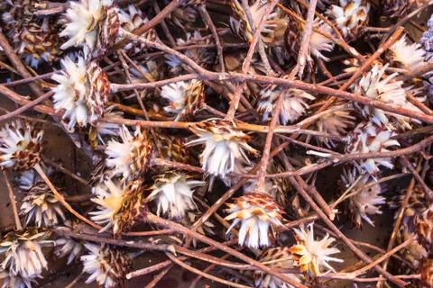 Opened silver tree flowers 1 Stock Photos