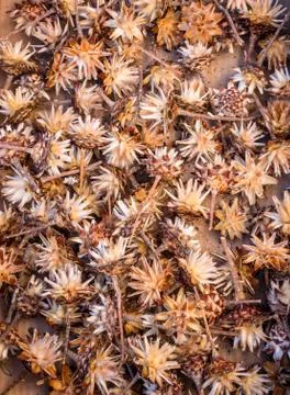 Opened silver tree flowers 2 Stock Photos