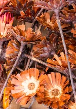 Opened sugarbush flowers Stock Photos
