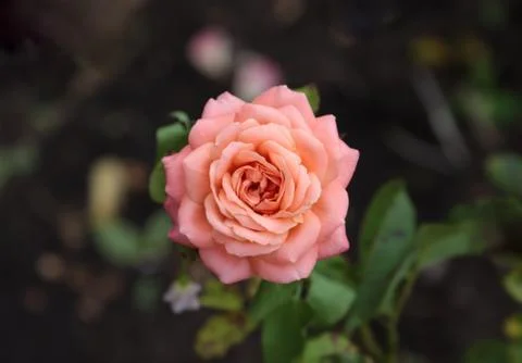 Opened tea rose flower. Stock Photos