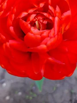Opened tulip bud close up Stock Photos