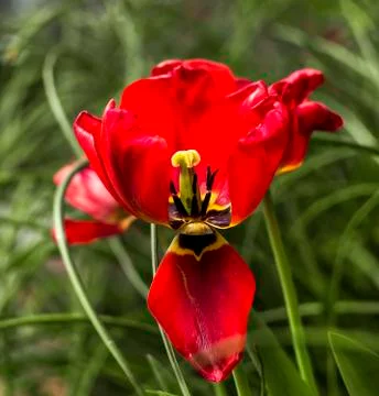 Opened tulip flower Stock Photos