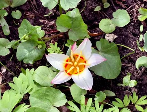 Opened tulip, top view Stock Photos