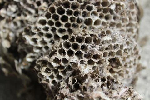 An opened wasps nest Foto stock