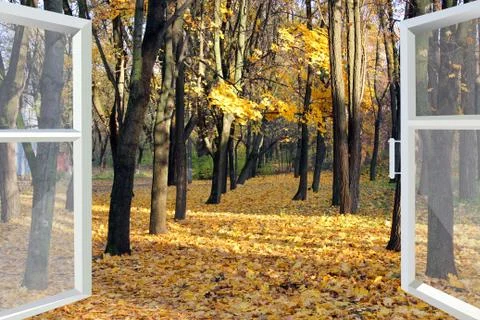 Opened window to autumn park Stock Photos